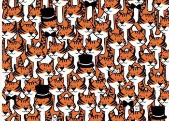 رؤية القطط الصغيرة الأربعة