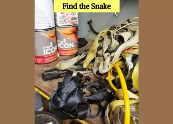 العثور على الثعبان في 7 ثوانٍ