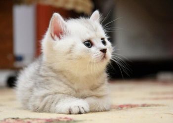 تفسير رؤية القطة في المنام لابن سيرين