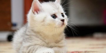 تفسير رؤية القطة في المنام لابن سيرين