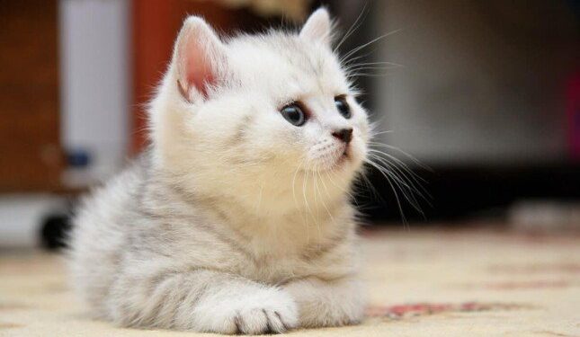 تفسير رؤية القطة في المنام لابن سيرين