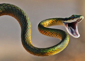 رؤية الثعبان في المنام