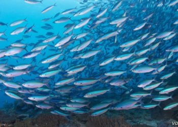 معنى رؤية السمك في المنام