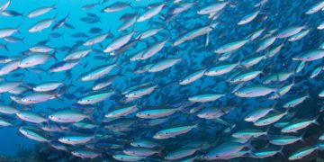 معنى رؤية السمك في المنام