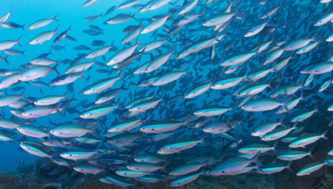 معنى رؤية السمك في المنام